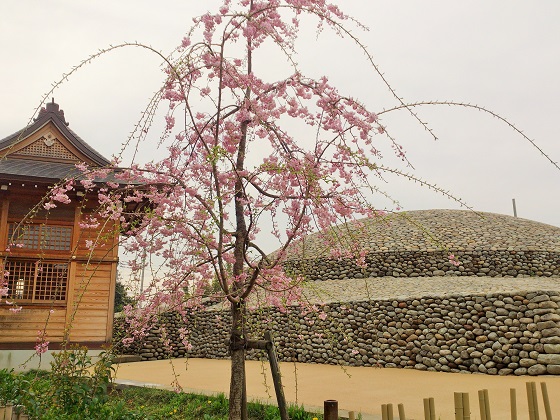 桜の季節の熊野神社隣の古墳にて